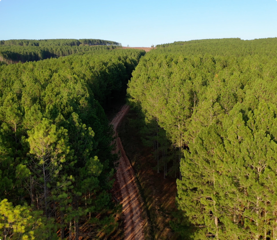 Aerial photo of a forest.