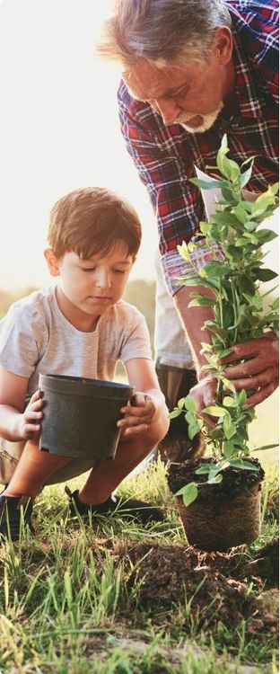 Un hombre plantando plantines al lado de un niño.
