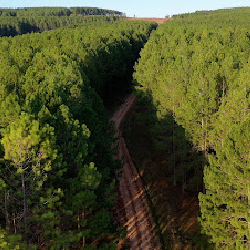 Aerial photo of a forest.